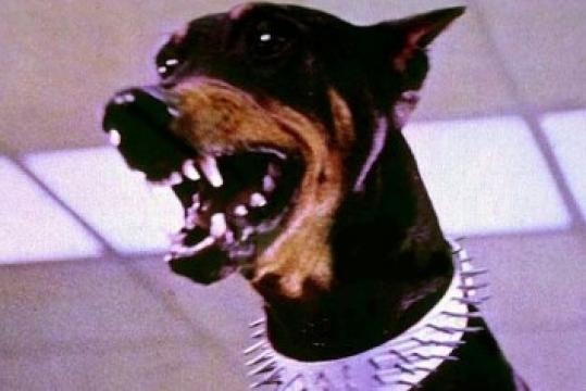 فيلم The Doberman Gang 1972 مترجم كامل HD عصابة الكلاب